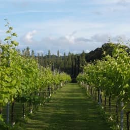 Brand Repositioning And Website Design For Llanerch Farmhouse cover image