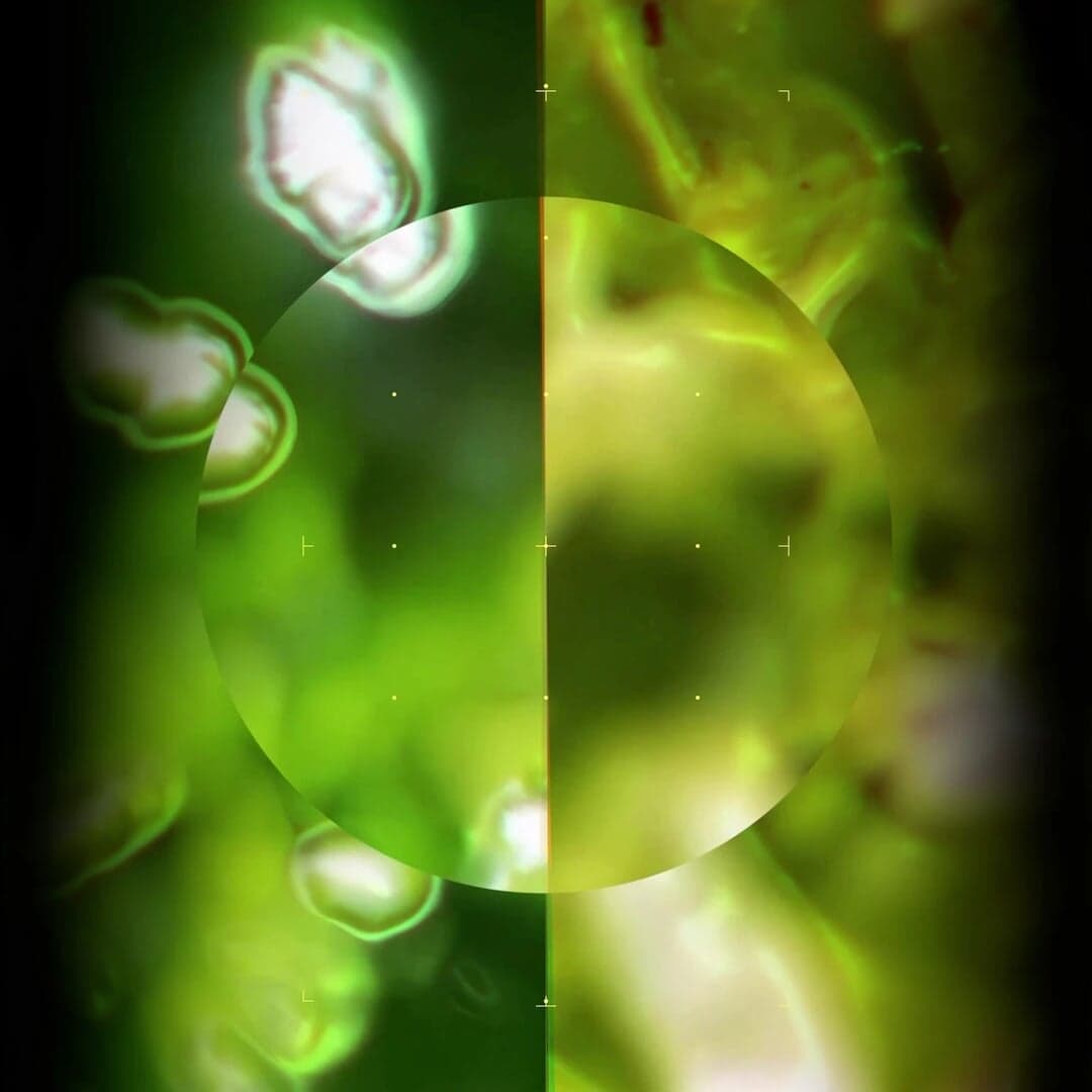 Hybrid Av Identity For Shoal X Orah ‘terugblik’