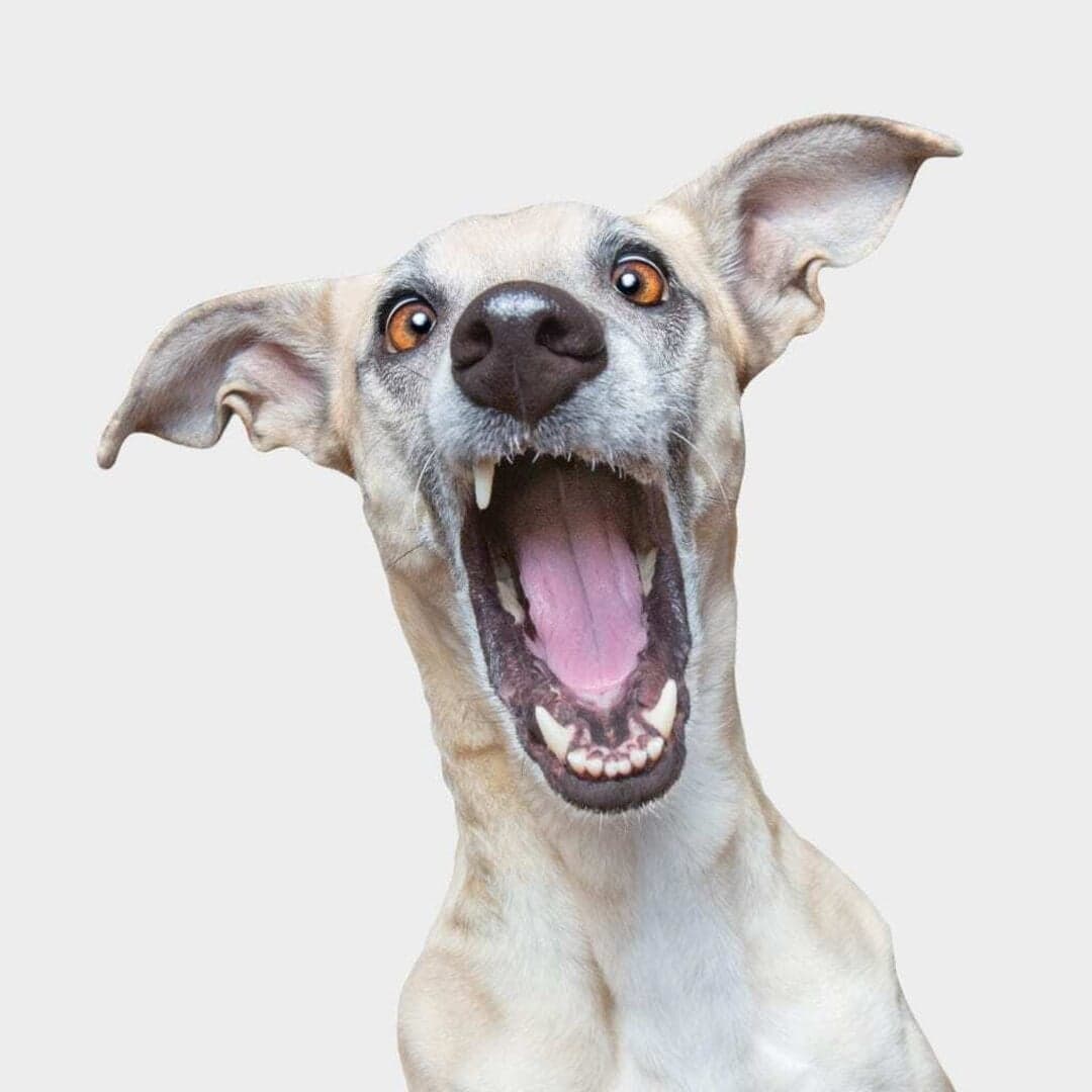 Brand Identity For Het Wapen Van Geldrop