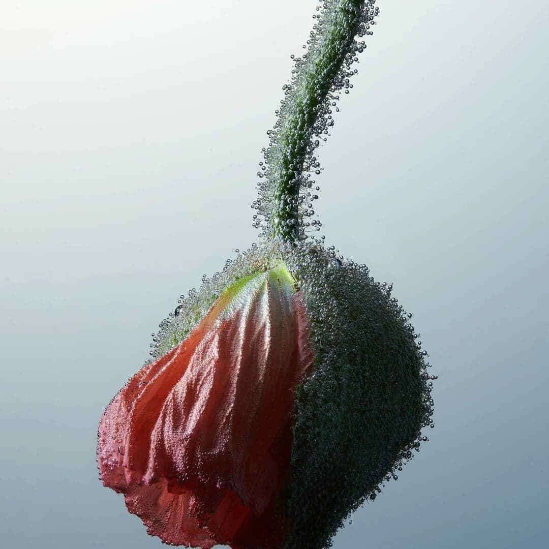 Still Life Photography For Aqua