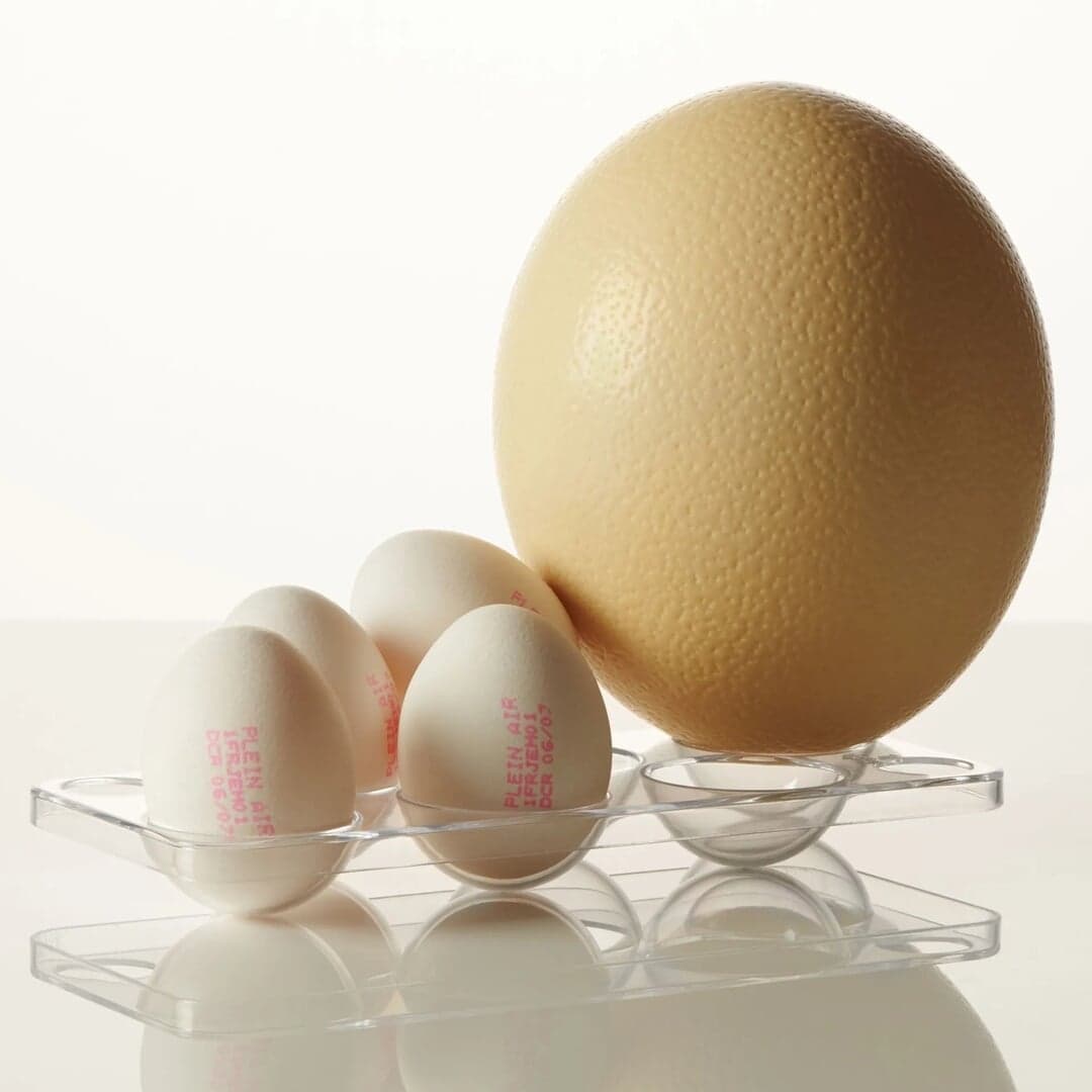 Still Life Photography Series For Intrus