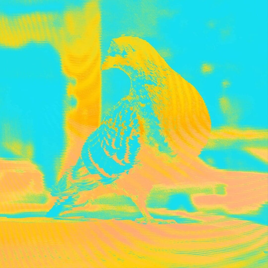 Festival Identity And Campaign For The Governors Ball Music Festival