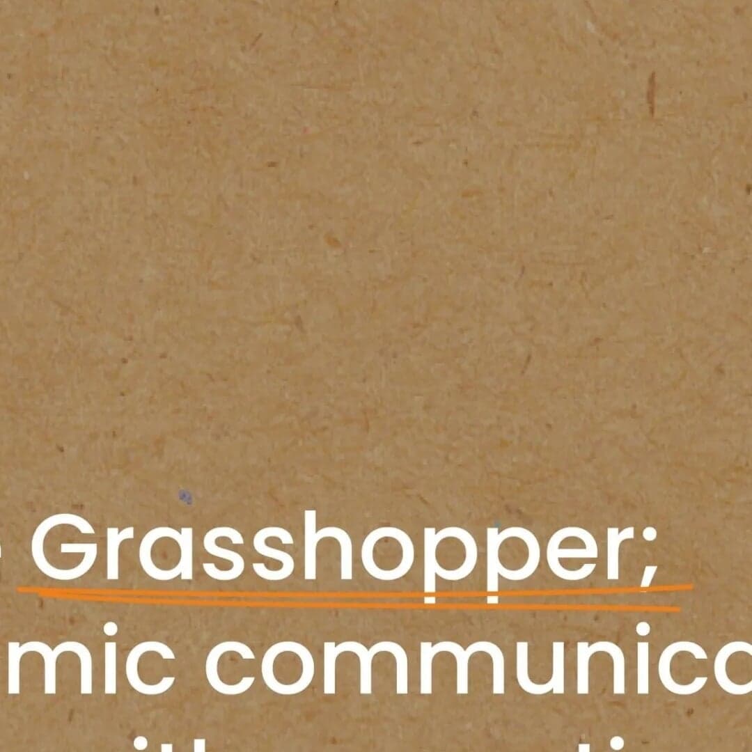 Grasshopper
