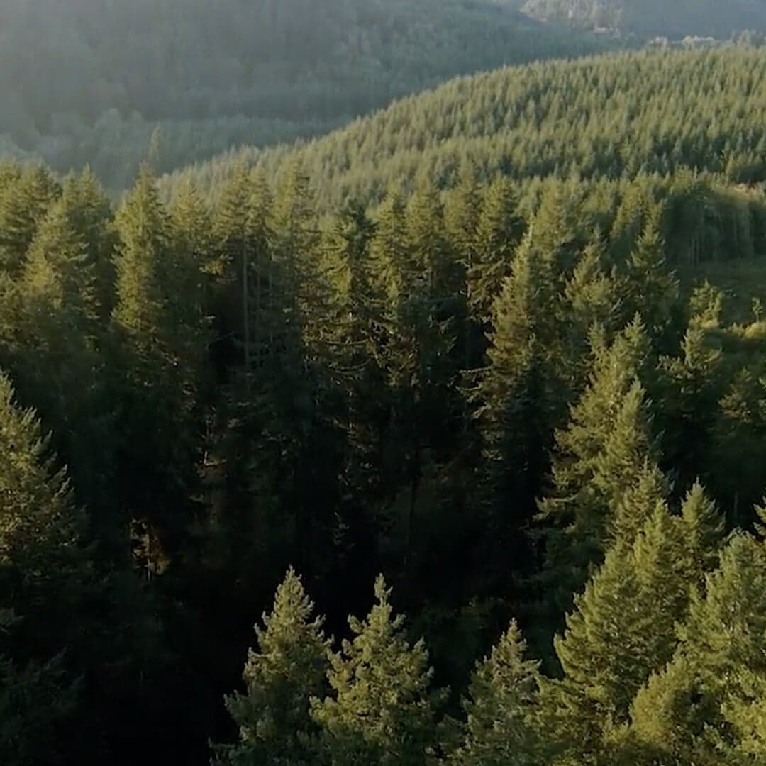 Documentary Production For Vaneck And Pacific Forest Trust