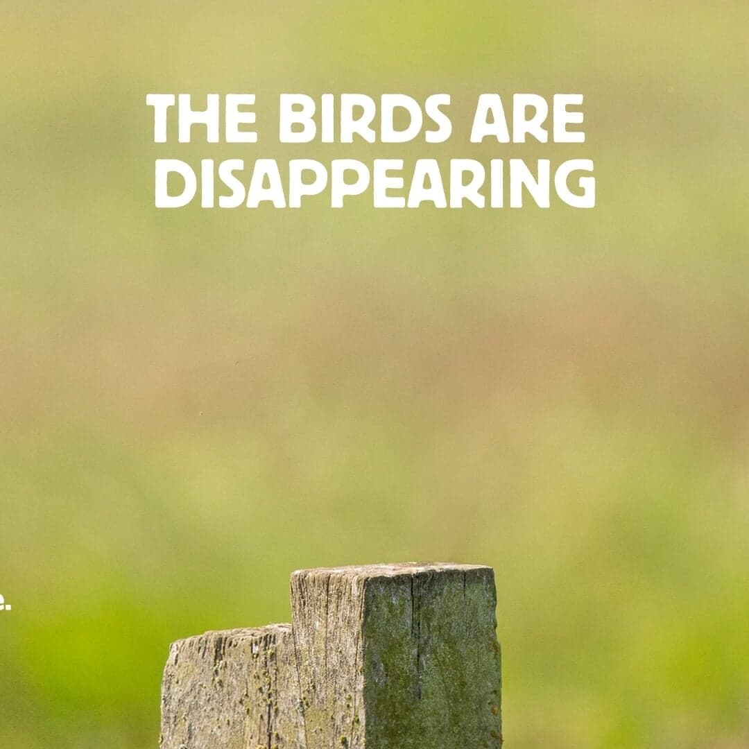 Vogelbescherming Listentothebirds
