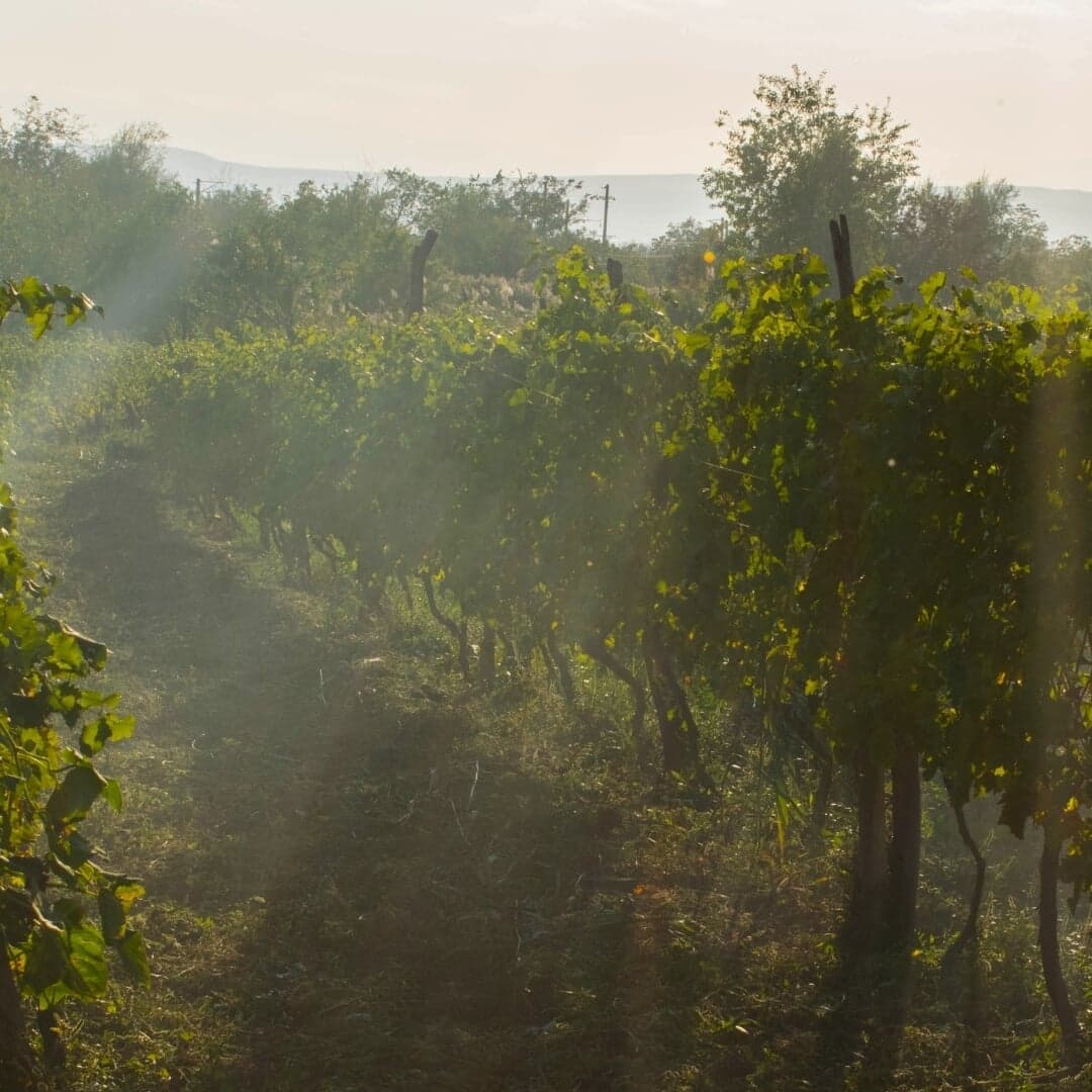 Brand Identity for a New Gen French Winery