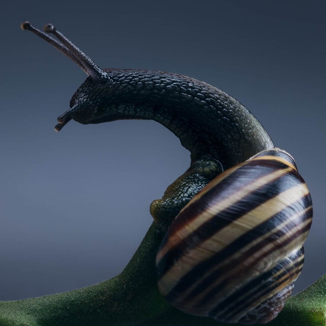 Art Direction For Flexfit