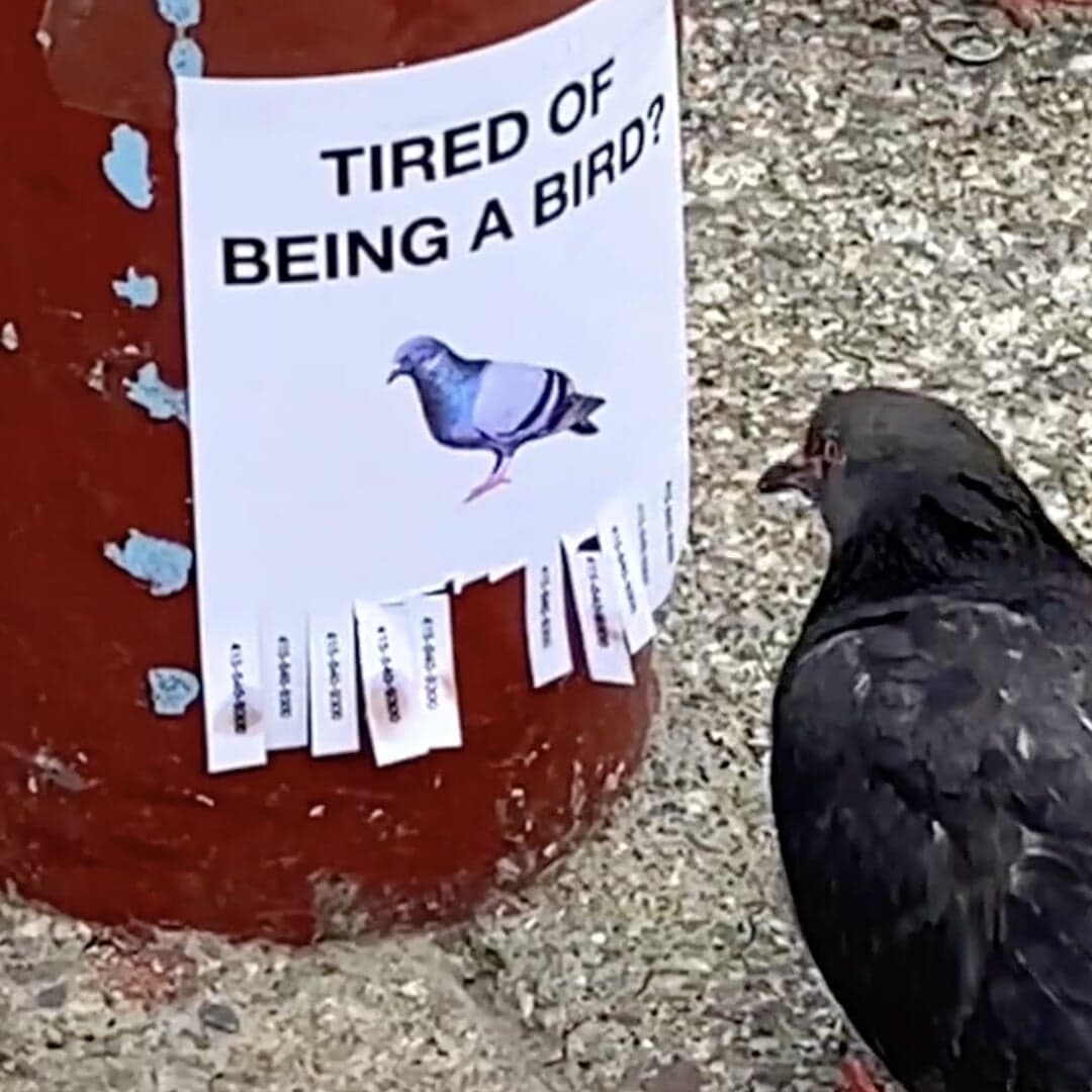 Social Video Series Featuring Chinatown Pigeons