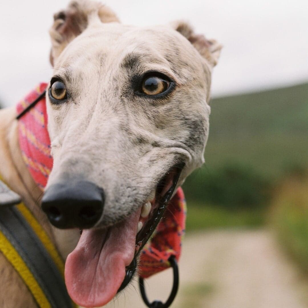 Brand Identity For Deel Sighthound Rescue