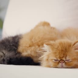 Advertising Campaigns For Casper Sleep Brand cover image