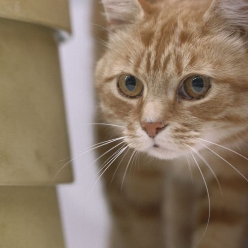 Interactive Campaign For Ikea