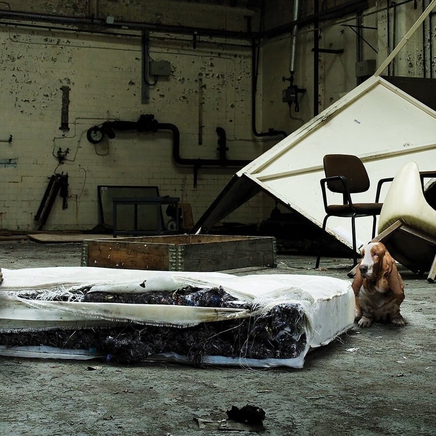 Annual Review And Brochure Design For Manchester Dogs’ Home