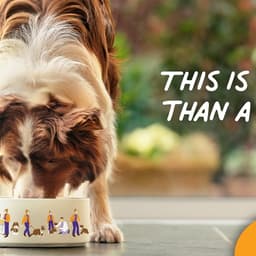 Global Campaign For Entyce Pet Appetite Treatment cover image