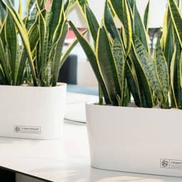 Brand Identity For Grinterer Interior Landscaping Company cover image