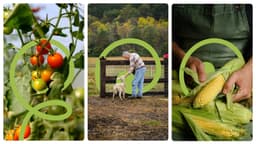 Brand refresh for a natural and organic food retailer  - thumbnail 5