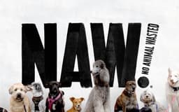 Brand Identity And Packaging For Naw Dog Treats - thumbnail 3