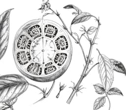 Participatory Campaign For Sementes De Futuro - thumbnail 3