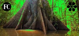 Editorial For Regenerative Futures - thumbnail 5