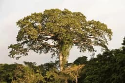 Editorial For Regenerative Futures - thumbnail 7