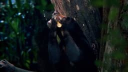 Advertising Campaign For Green & Black’s Organic Chocolate - thumbnail 4