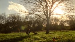 Integrated Campaign For Dogs Trust - thumbnail 2