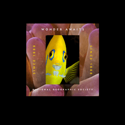 360 Brand Campaign For National Geographic Society cover image