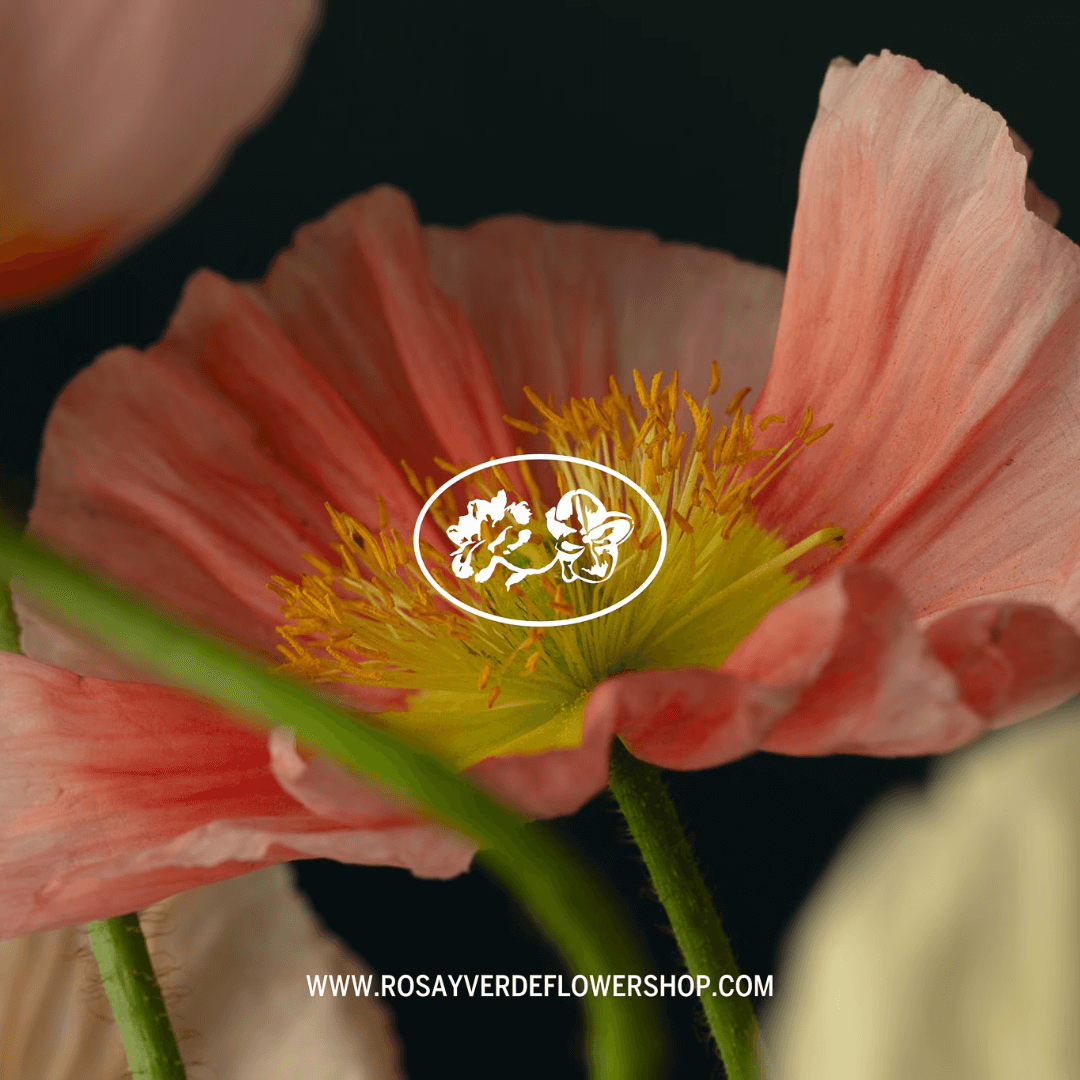 Website Design For Rosa Y Verde Flower Shop