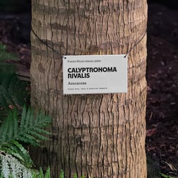 Visual Identity for the New York Botanical Garden cover image