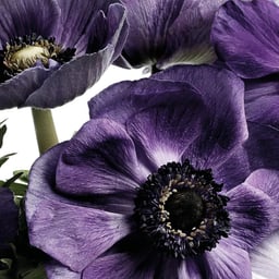 Brand Identity for a Luxury Online Florist cover image