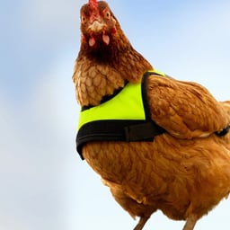 Global Rebrand for Omlet Pet Company cover image