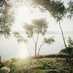 Brand Identity and Website Design for Flor & Fjære cover image