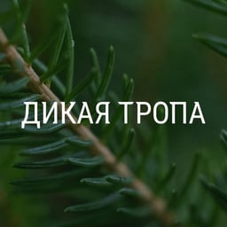 Brand Identity for Dikaja Tropa Tourist Complex cover image