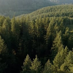 Documentary Production for VanEck and Pacific Forest Trust cover image