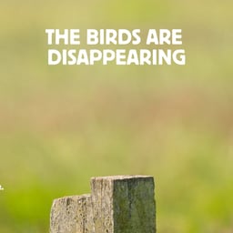 Awareness Campaign for Vogelbescherming Nederland cover image