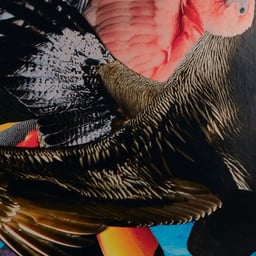 Editorial Design for the Bird Project Photobook cover image