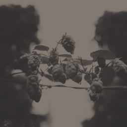 Digital Publication Design for Pitchfork’s October cover image