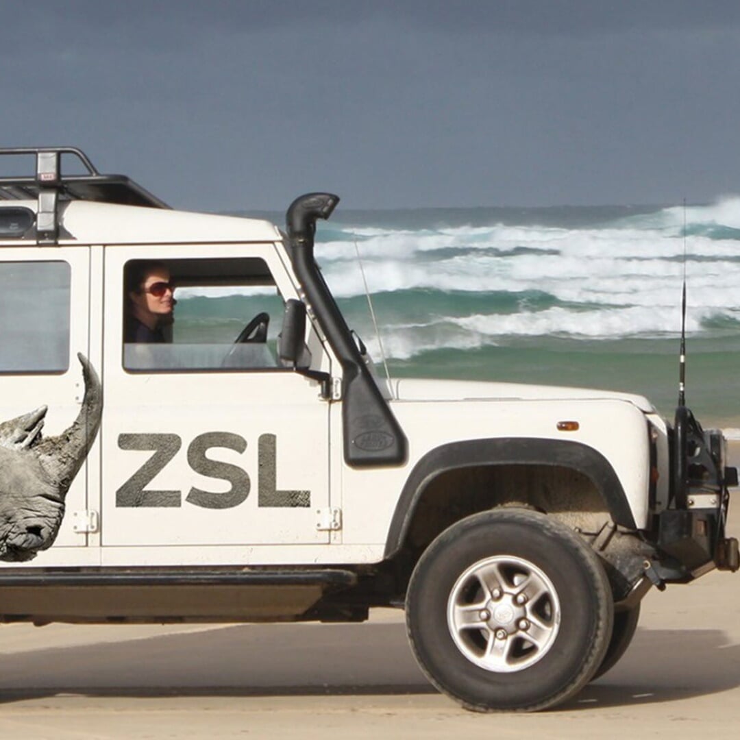Brand Refresh for Global Wildlife Charity ZSL