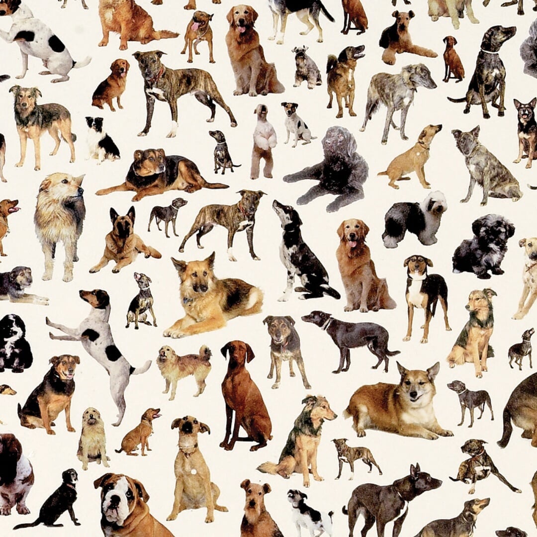Annual Review Design for Manchester Dogs’ Home