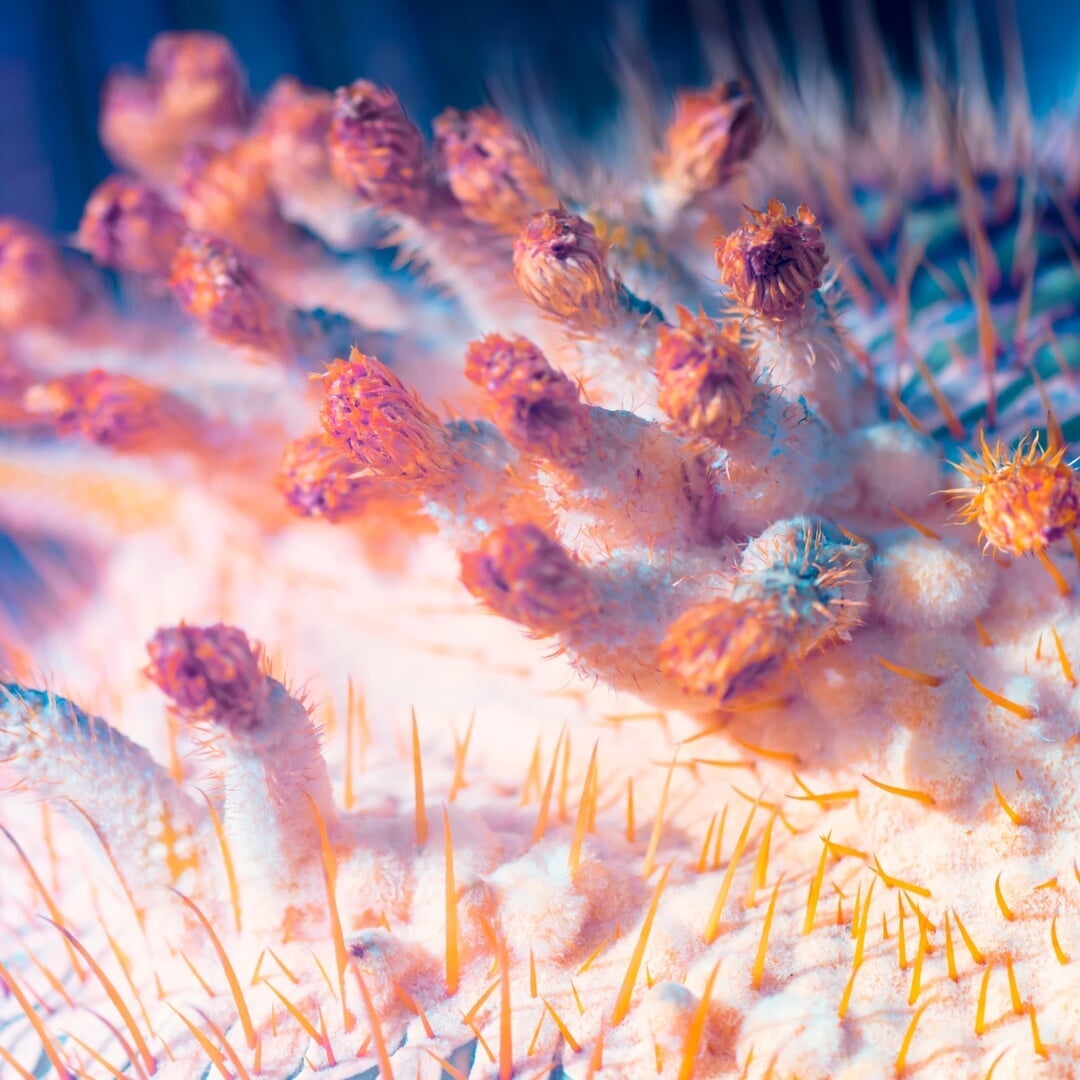Immersive Audio-Visual Experience for Future Gardens