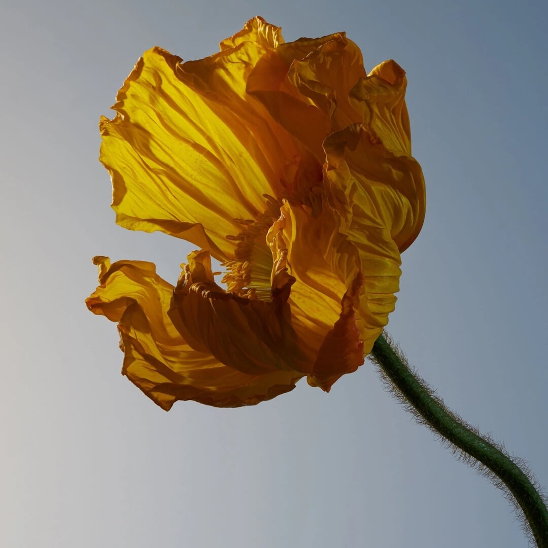 Still Life Photography Series for Botanique