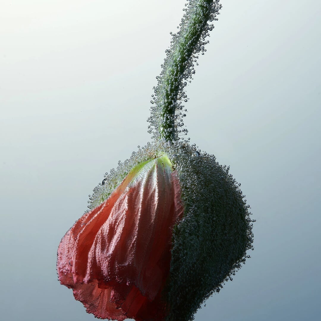Still Life Photography for Aqua