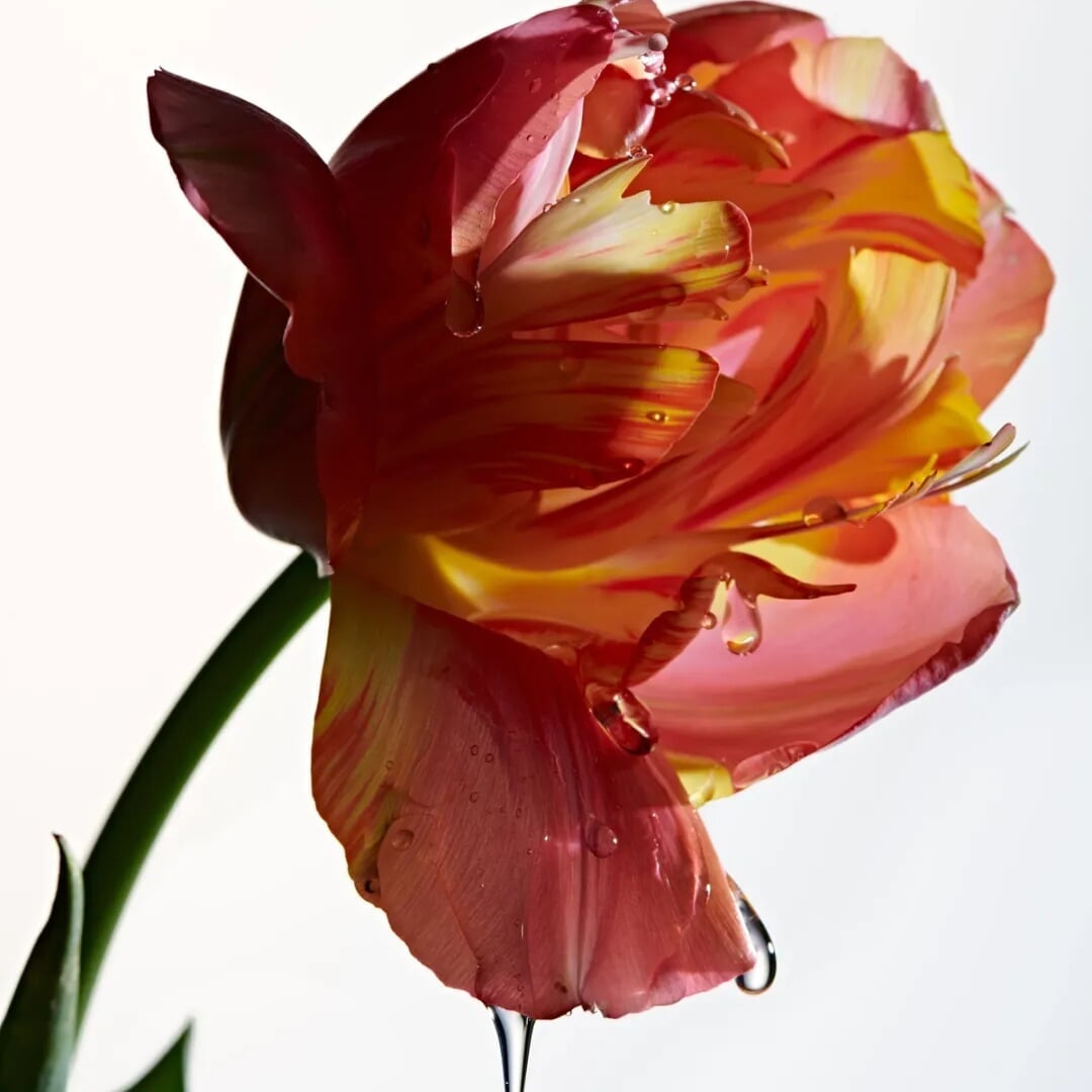 Still Life Photography for Botanique 02
