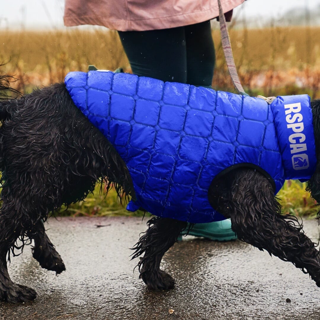 Brand Repositioning for RSPCA