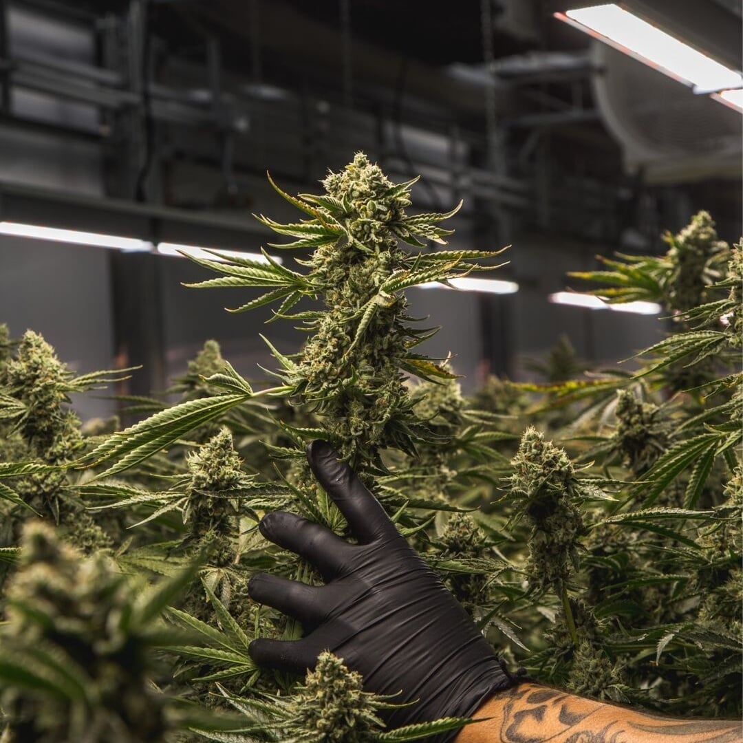 Brand Identity for Carmel Craft Cannabis