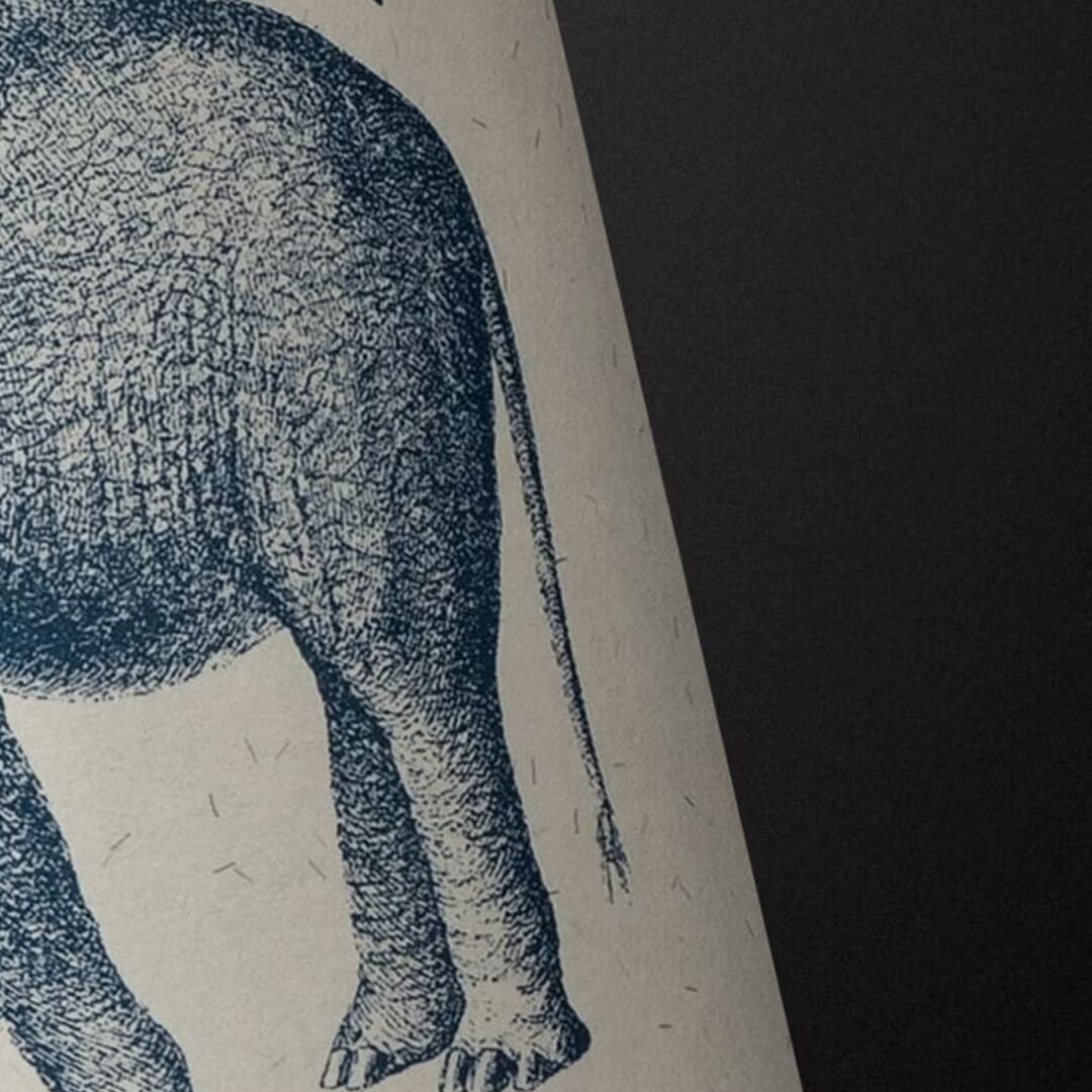 Brand Identity and Packaging for Elephant in the Room Wine