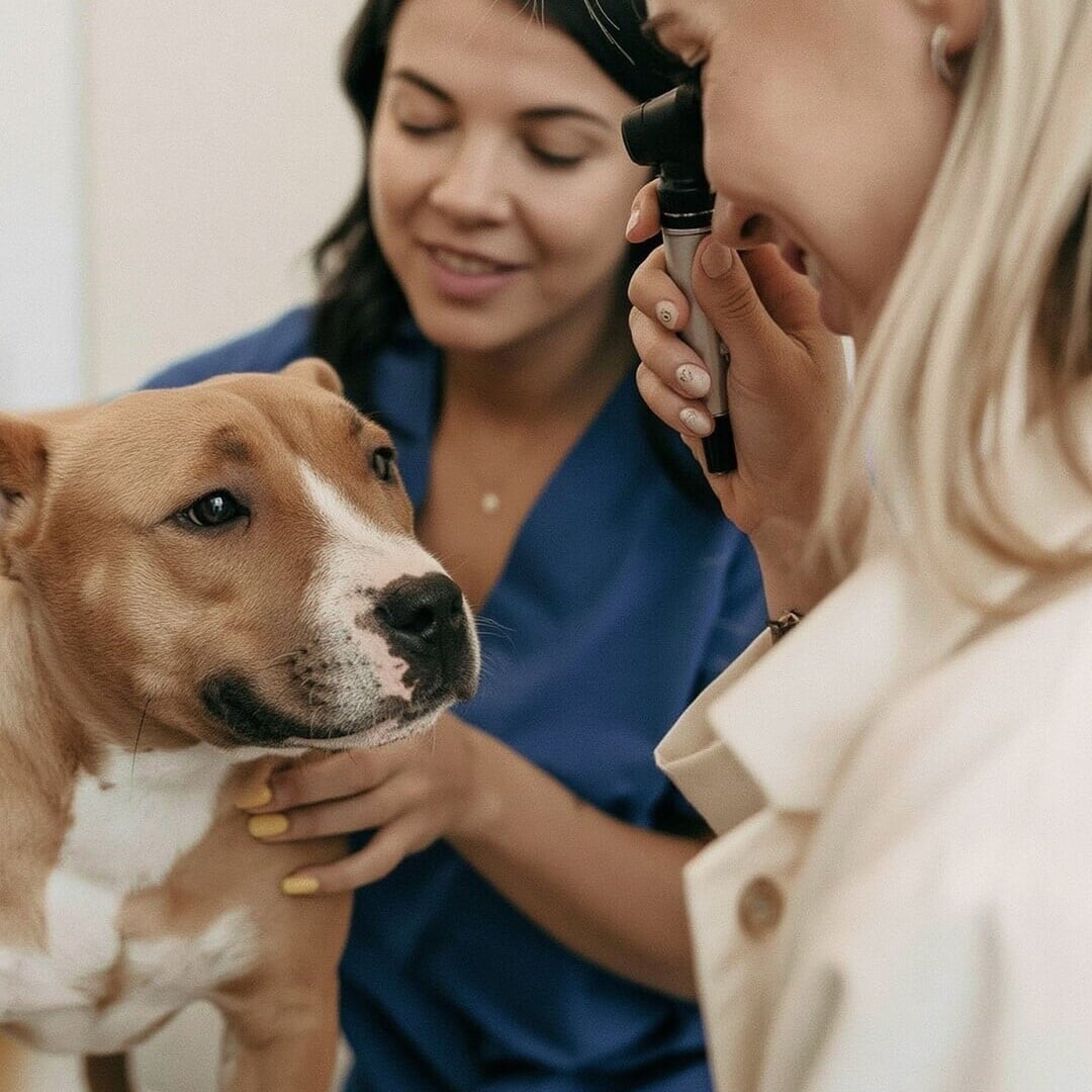 Employer Brand and Website Experience for GoodVets