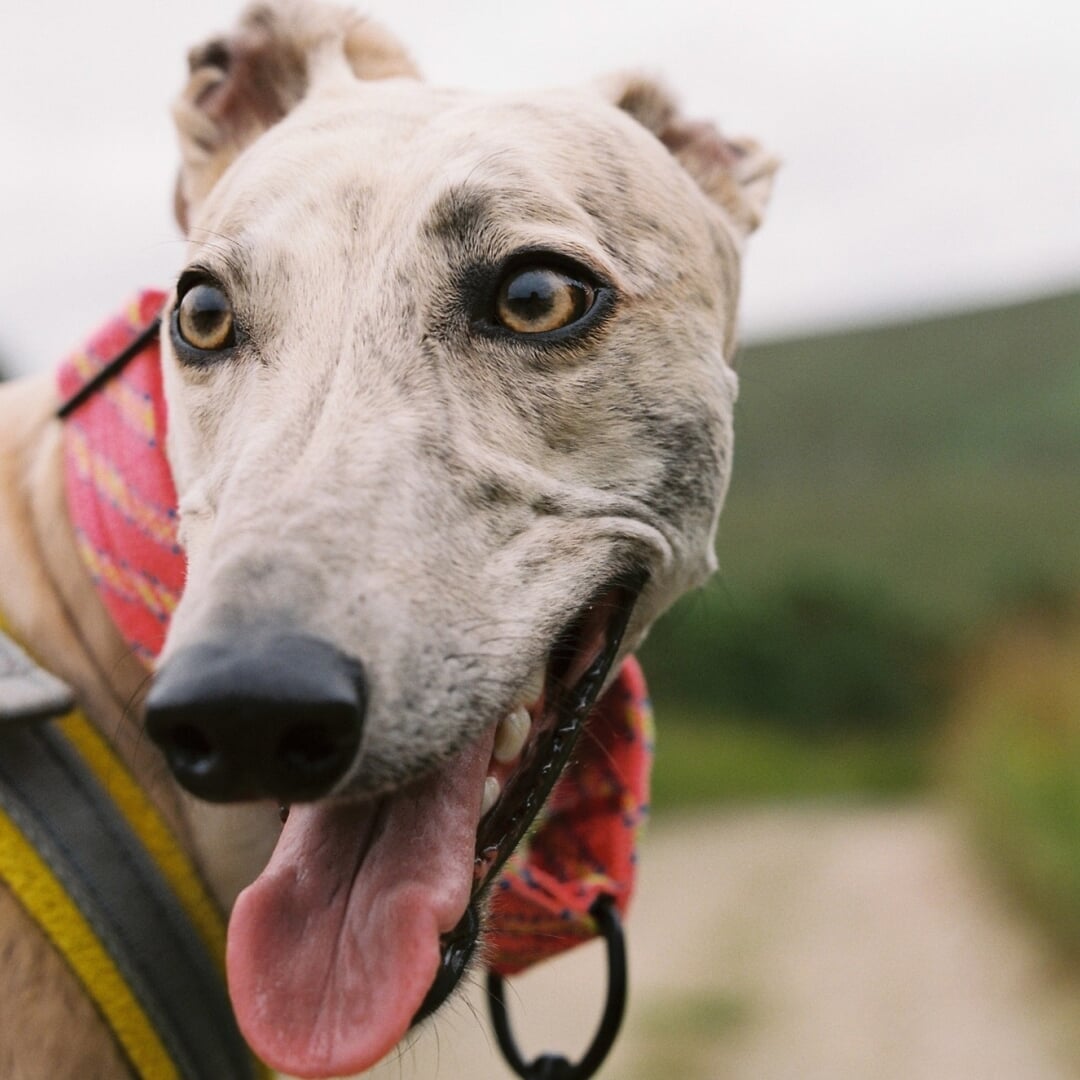Brand Identity for Deel Sighthound Rescue