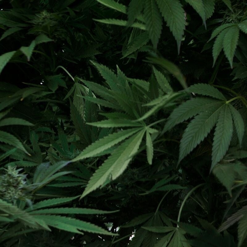 Digital Campaign for Viceland's I Smoke Weed Movement