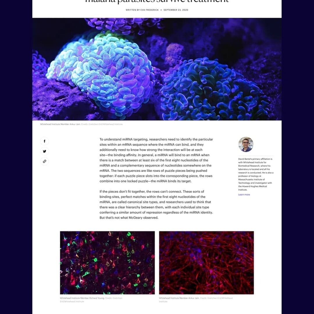 Brand And Website Redesign For Whitehead Institute